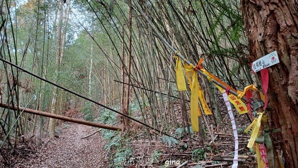 【苗栗泰安】水雲三星最終回。 橫龍山x橫龍山北峰x騰龍山(有極佳的展望)2061828