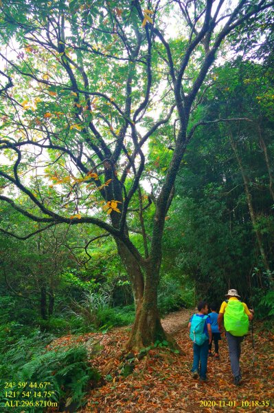 芒裡偷閒-大嶺古道飛越桃源谷1155242