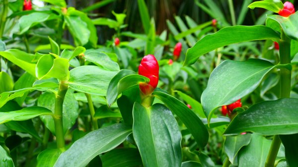 台北植物園3051128