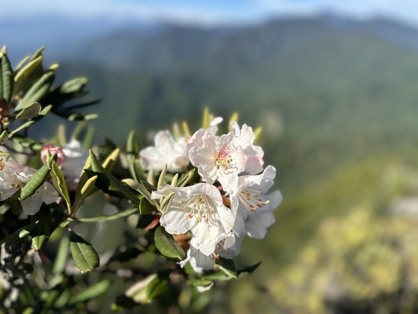 「臺灣小阿爾卑斯」鳶嘴山2985295
