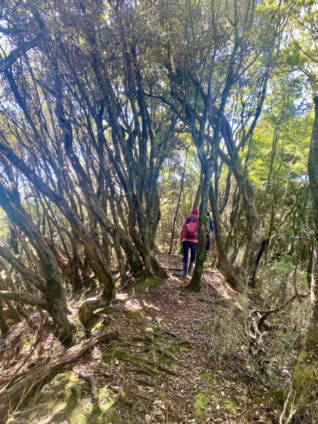 加里山縱走虎山    2021/12/41539154