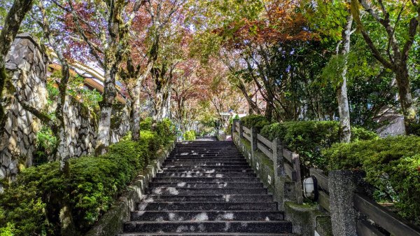 鐵杉林步道,見晴步道,鳩之澤步道2588447