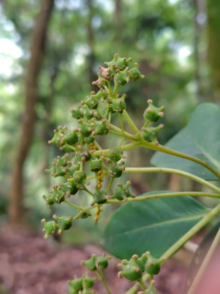 矢場谷山連走勃子山2804973