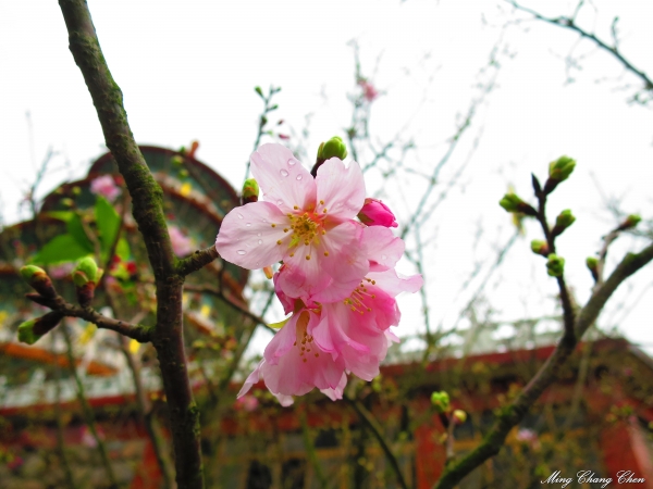 20150307~楓樹湖木蓮花~天元宮還沒開的櫻花15132