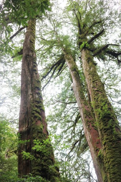 〔桃園復興〕拉拉山巨木，史詩級魔幻森林，75公頃紅檜 扁柏森林浴2237150