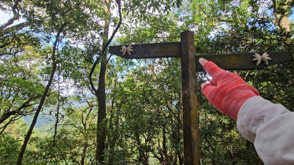 平湖西步道.內平林山.大坑山.平湖東步道O走全紀錄3094132