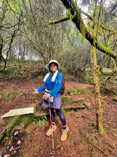 阿里山小笠原祝山森林遊3091520
