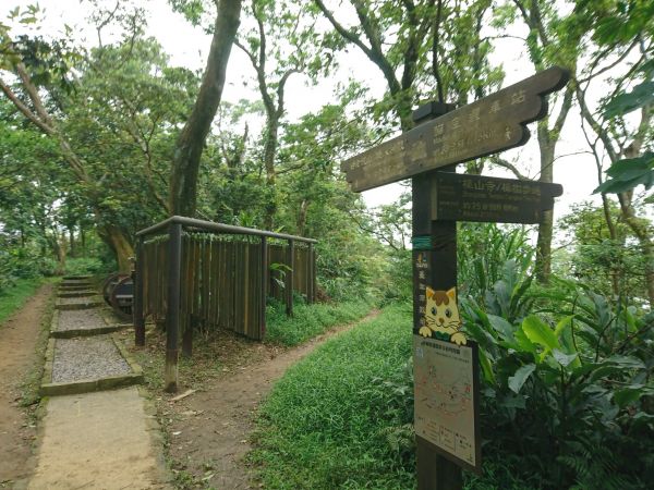 貓空樟樹步道 2017.05.21139490