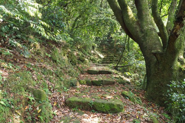 漫步枕頭山。竹子湖漫漫而行1317232