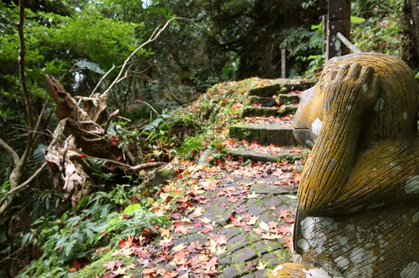 新竹竹東｜五指山金龜岩.猴洞步道｜奇岩巨石一線天．意料之外楓紅美景1574332