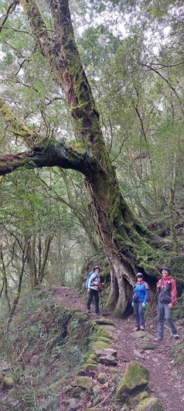 龍麟山-藤枝森林遊樂區-藤枝山-中之關1608249