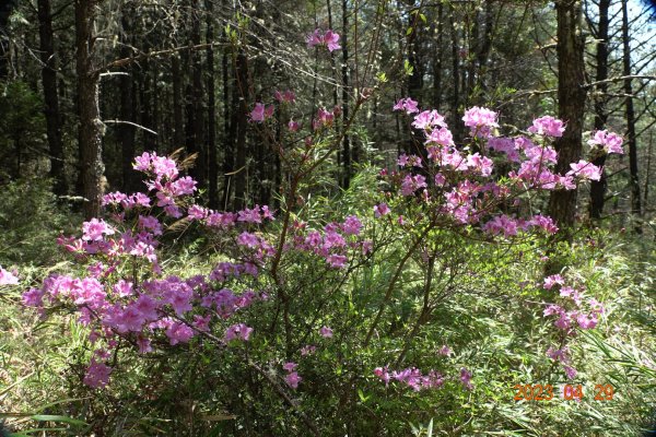 南投 仁愛 武法奈尾山2133737