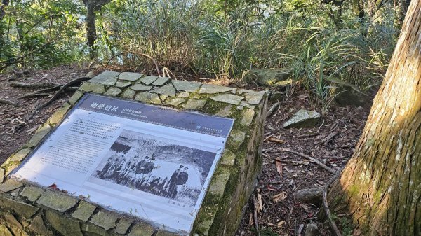 20251014雪見遊憩區 🚴‍♂️咖搭車走司馬限林道上東洗水山兩刷北坑山至大板根2916475