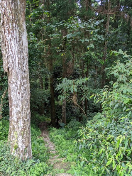 東眼山國家森林遊樂區1056000