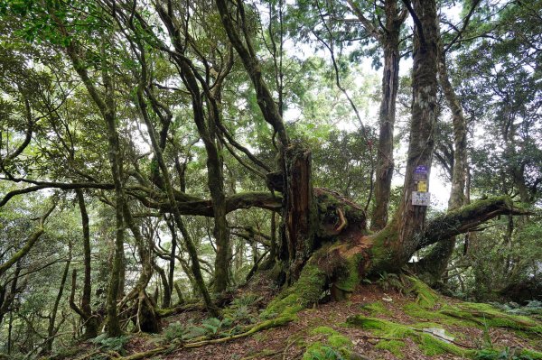 新北 烏來 山車廣山、檜山2567400