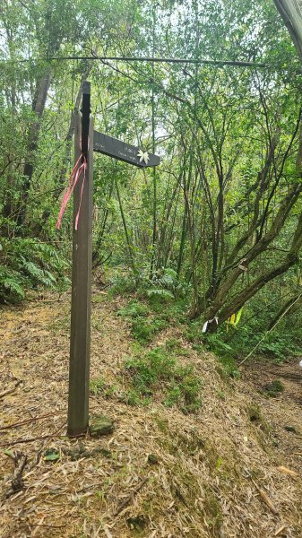 2025-01232淡蘭古道北二段(燦光寮古道到澳底)2696639