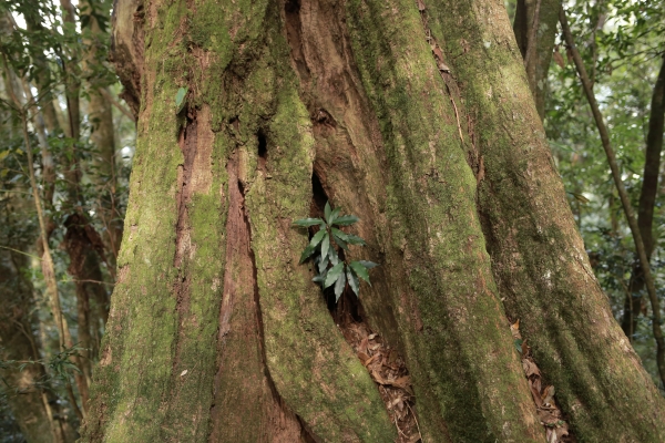 鳶嘴西稜：長壽山連走崠醜山257190