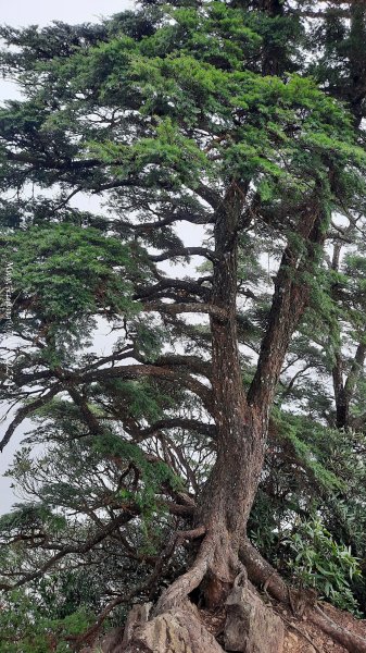 《新竹》斷崖神木｜北得拉曼步道小P繞202510172917589