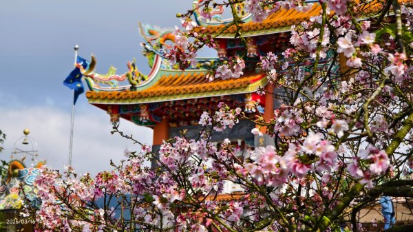 #綠繡眼 訪花 #吉野櫻 #天元宮 #楓樹湖 03162736726