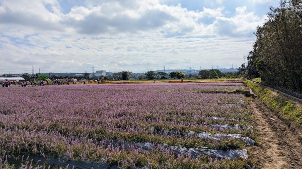 桃園仙草嘉年華,富岡老街2362179