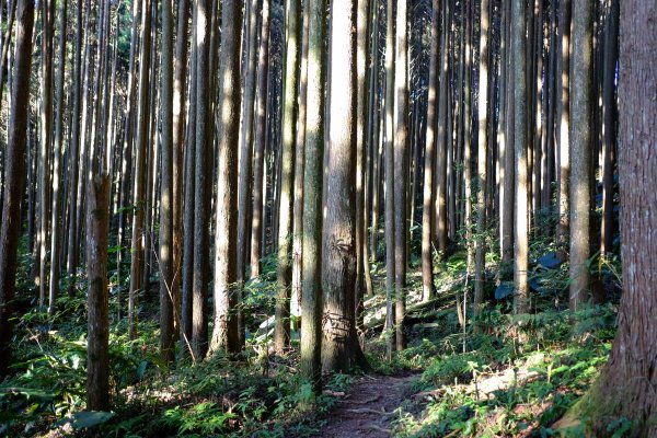 五峰天際線10-8/9/10 鹿南比大1254624