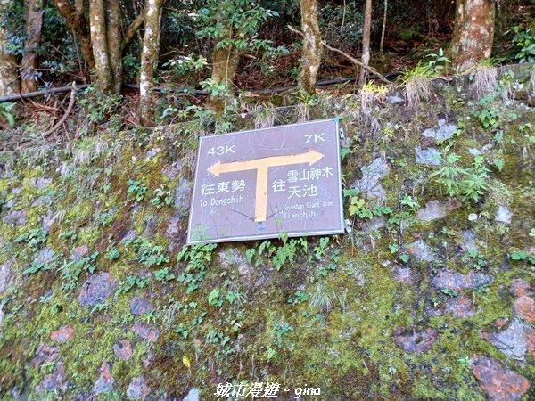 【台中和平】蟲鳴鳥叫迴盪在林間。大雪山國家森林遊樂區-稍來小雪山國家步道2580678