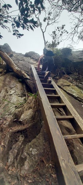台中 鳶嘴稍來山O繞+稍來神木2989472