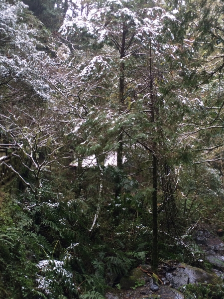 山岳之美 塔曼踏雪8403