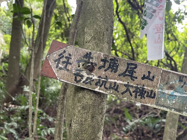 【大棟山系】百年大榕樹2858112