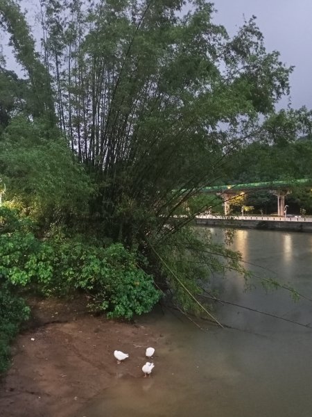 大湖公園《雨中夜行》1904685