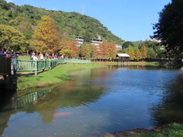 外雙溪［原住民公園］落羽松2417169