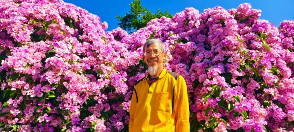 #蒜香藤 #泰山楓樹河濱公園 11/24封面