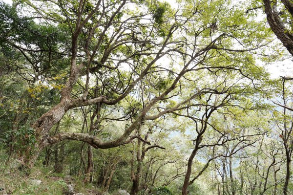 台中 和平 東卯山2674520