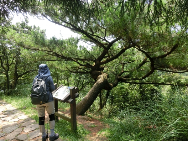 冷擎步道．日人路．魚路古道94263