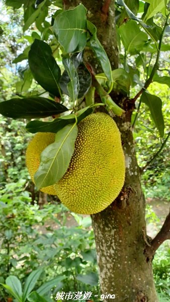 【南投草屯】蝴蝶紛飛可惜抵擋不了低海拔蚊子攻擊。 虎山步道x中興新村2856648