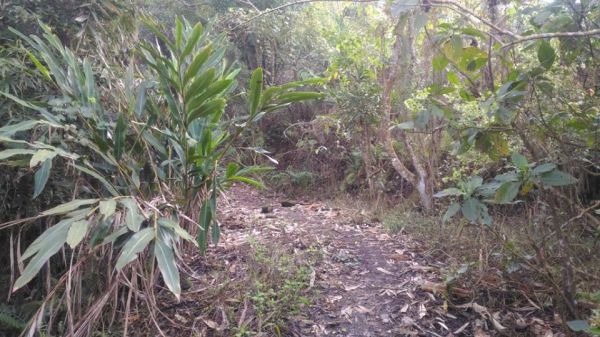 三腳南山〈H1187M〉（小百岳）294350