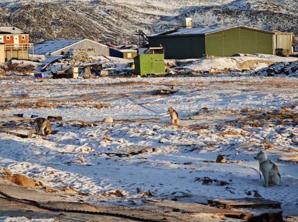 [紐約馬之行-32] 2025_1106 格陵蘭犬2947906