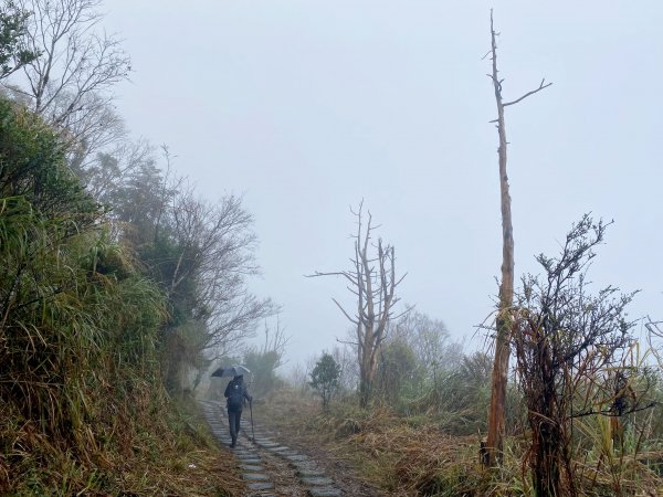 太平山山毛櫸步道與浪漫金黃相遇    2021/11/161519117