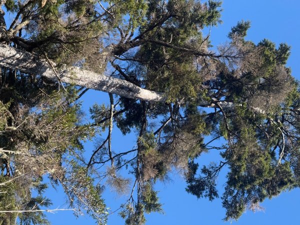 1141215塔山步道2962702