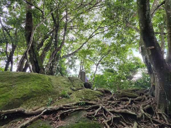 關西赤柯山、東獅頭山步道2395161