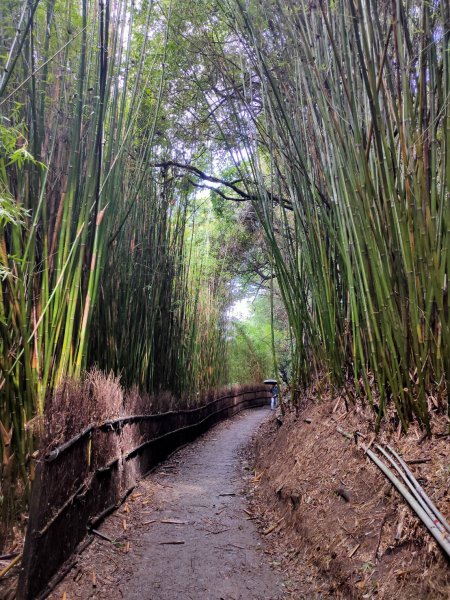 橫嶺古道 湖山國小步道1194207