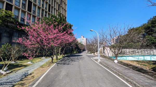 汐止康誥坑溪櫻花2405575