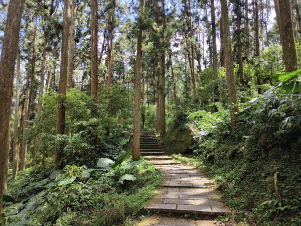 [百山百鳥尋旅-05/15] 2025_0830 溪頭賞鳥步道_銀杏步道2875550