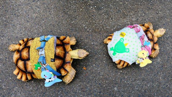 大安公園,台大校園3012103