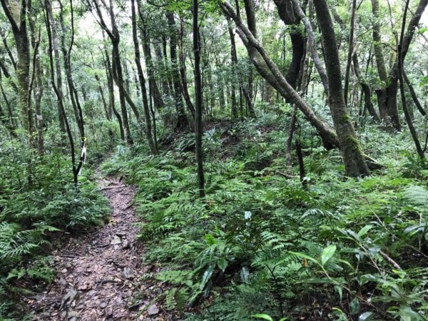 雨後泥灘路上美鹿拔刀爾山460699