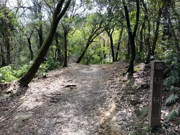 姜子寮山步道2734829