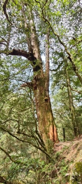 拉拉山國家森林遊樂區2752232