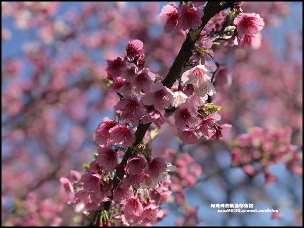 台北。最美櫻花巷粉紅浪漫席捲平菁街1263921