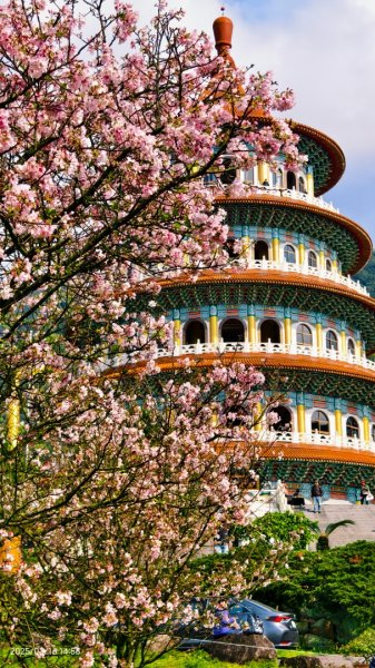 #綠繡眼 訪花 #吉野櫻 #天元宮 #楓樹湖 03162736745