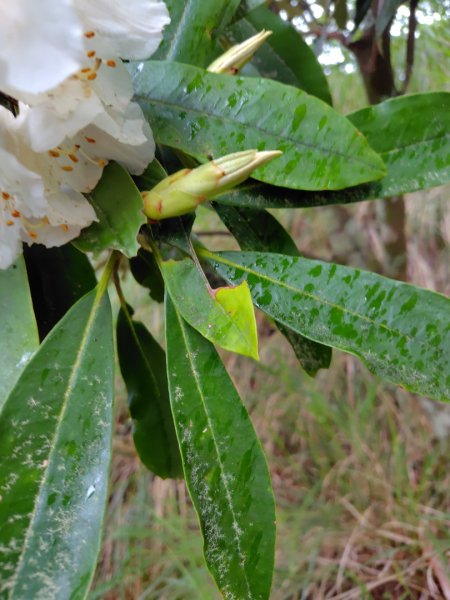 稍來小雪山國家步道、船型山、鞍馬山、鞍馬山東北峰、天池、雪山神木2799776